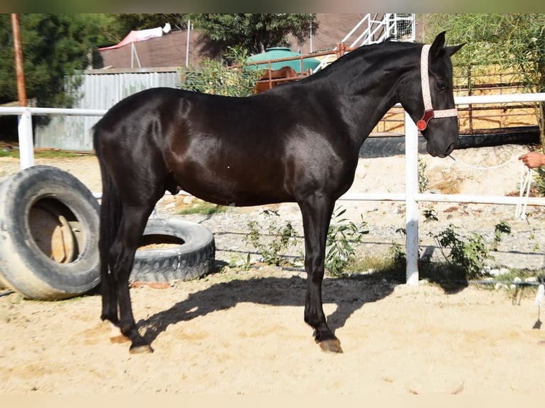 Andalusier Hingst 3 år 157 cm Svart in Provinz Malaga