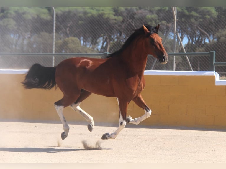 Andalusier Hingst 3 år 158 cm Brun in Hamburg