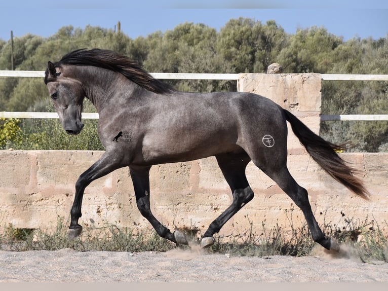 Andalusier Hingst 3 år 166 cm Grå in Mallorca