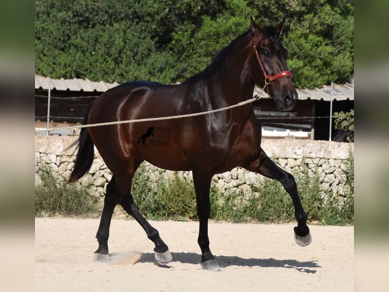 Andalusier Hingst 3 år 170 cm Brun in Menorca