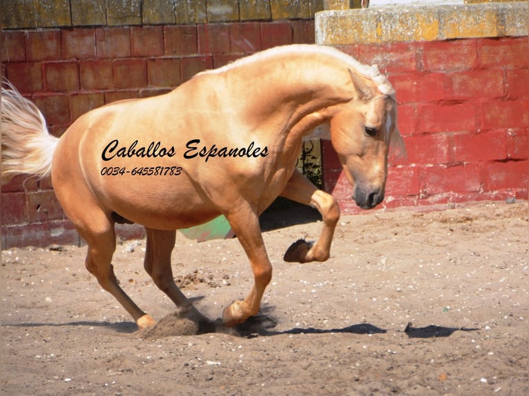 Andalusier Hingst 4 år 149 cm Palomino in Vejer de la Frontera