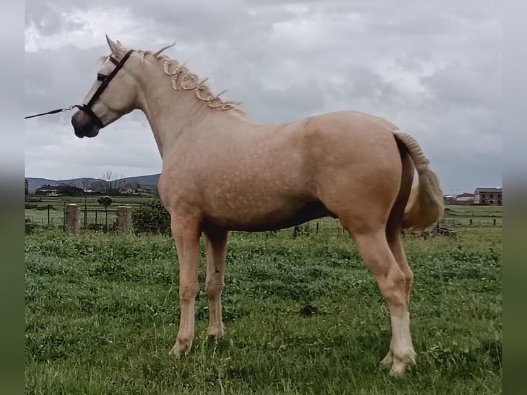 Andalusier Hingst 4 år 157 cm Palomino in Caceres