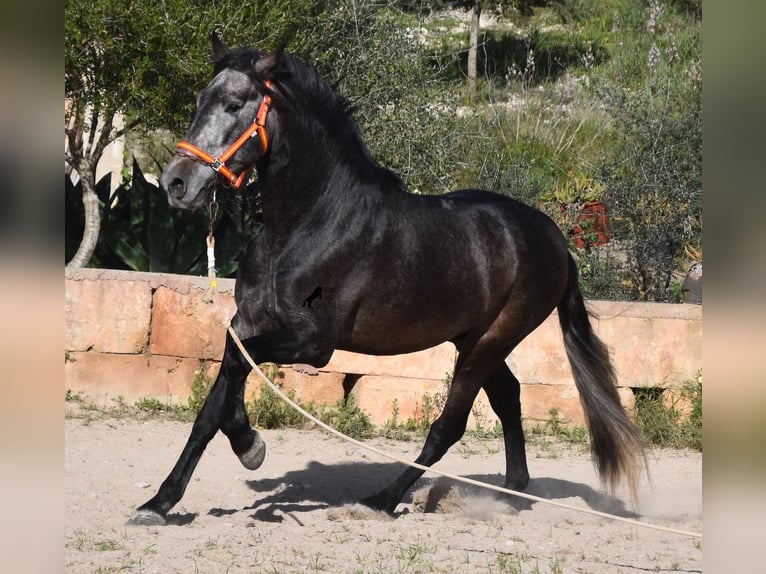 Andalusier Hingst 4 år 168 cm Grå in Mallorca