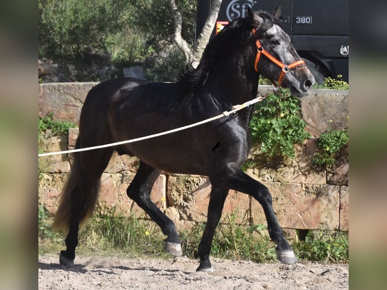 Andalusier Hingst 4 år 168 cm Grå in Mallorca