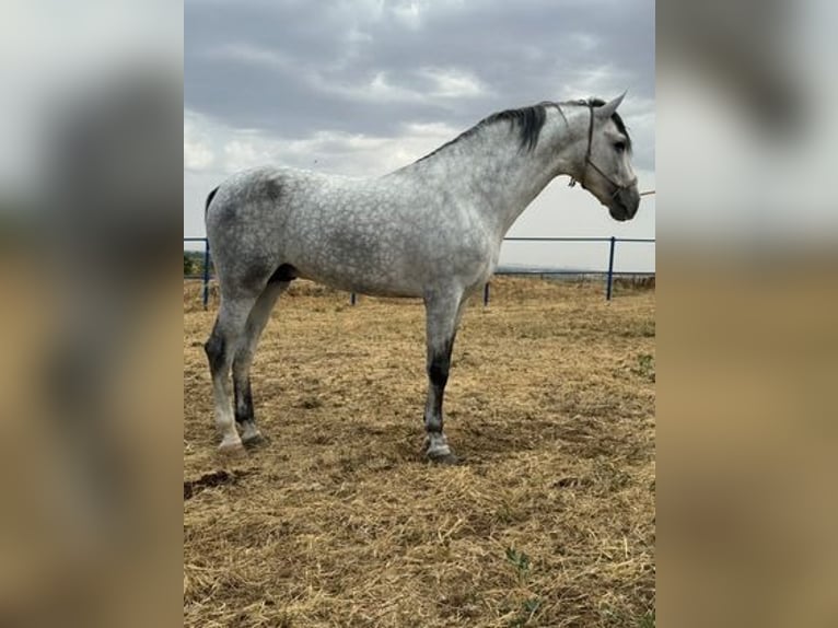 Andalusier Hingst 4 år 168 cm Grå in Badajoz