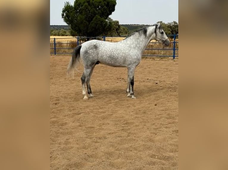 Andalusier Hingst 4 år 168 cm Grå in Badajoz