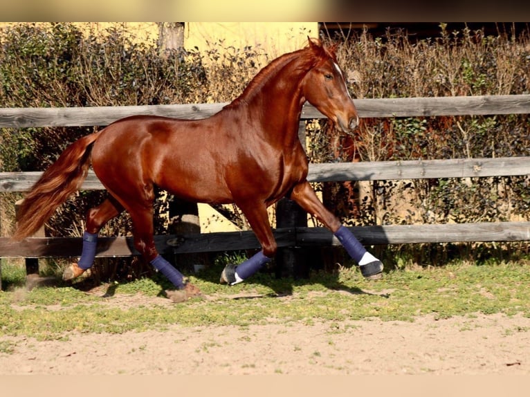 Andalusier Hingst 4 år 170 cm fux in Alicante/Alacant