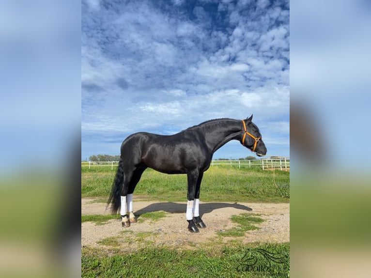 Andalusier Hingst 5 år 166 cm Svart in Cordoba