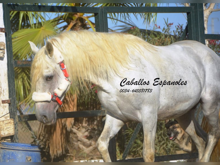 Andalusier Hingst 6 år 157 cm Grå in Vejer de la Frontera