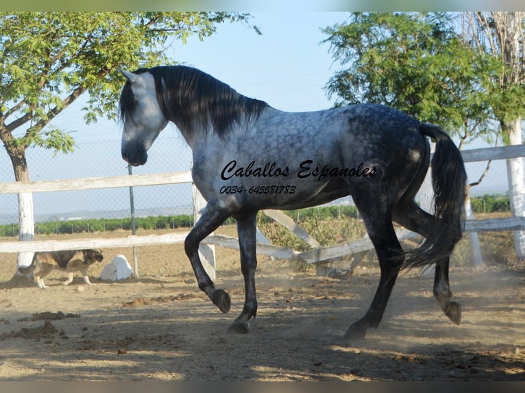Andalusier Hingst 7 år 156 cm Grå in Vejer de la Frontera
