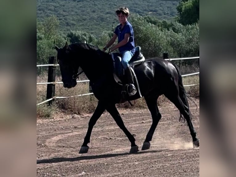 Andalusier Hingst 7 år 160 cm Svart in Navalcan