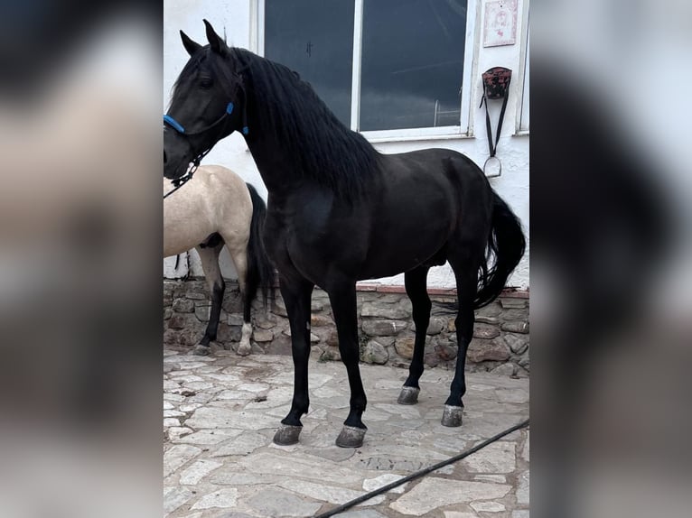 Andalusier Hingst 7 år 160 cm Svart in Navalcan