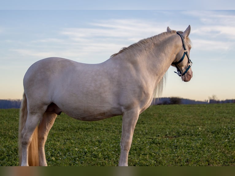 Andalusier Hingst 9 år 156 cm Cremello in Zolling