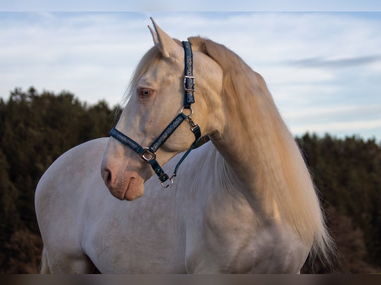 Andalusier Hingst 9 år 156 cm Cremello in Zolling