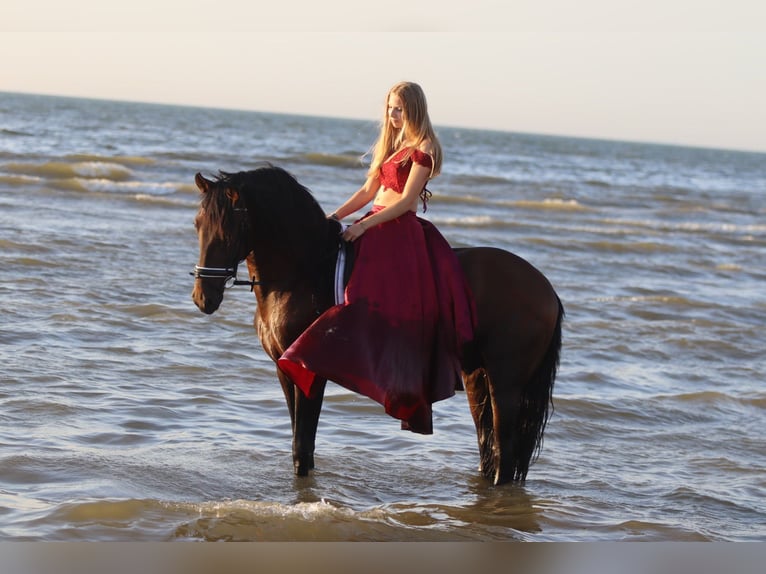 Andalusier Hingst 9 år 162 cm Brun in Bogaarden