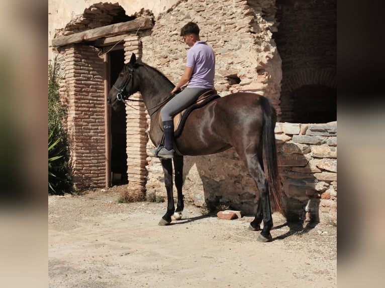 Andalusiër Merrie 10 Jaar 152 cm Zwart in Adra