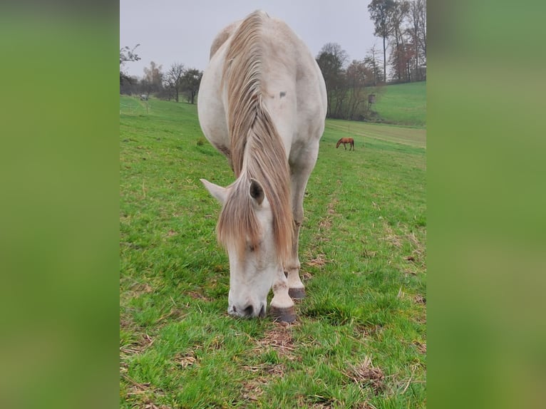 Andalusiër Merrie 10 Jaar 155 cm Vliegenschimmel in Sulzbach an der Murr