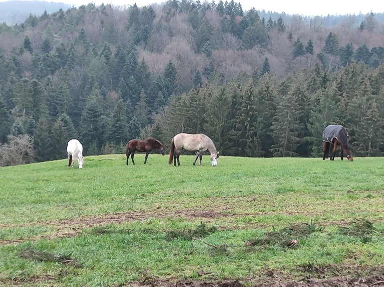 Andalusiër Merrie 10 Jaar 155 cm Vliegenschimmel in Sulzbach an der Murr