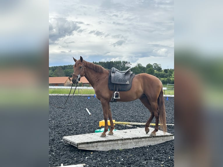 Andalusiër Mix Merrie 10 Jaar 158 cm Vos in Münsingen