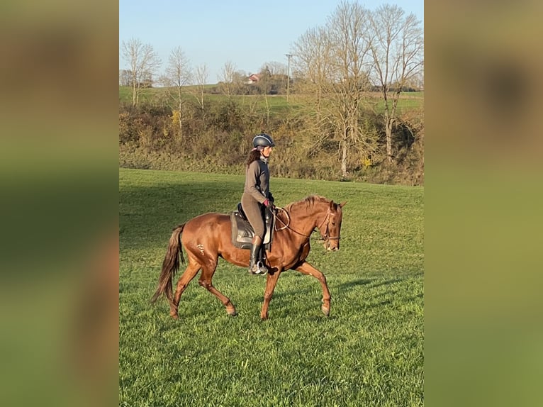 Andalusiër Mix Merrie 10 Jaar 158 cm Vos in Münsingen