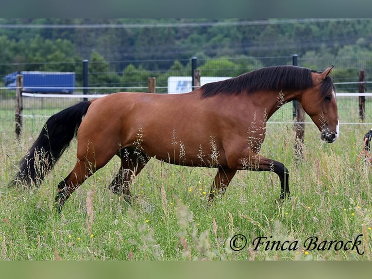 Andalusiër Merrie 10 Jaar 159 cm Bruin in Wiebelsheim