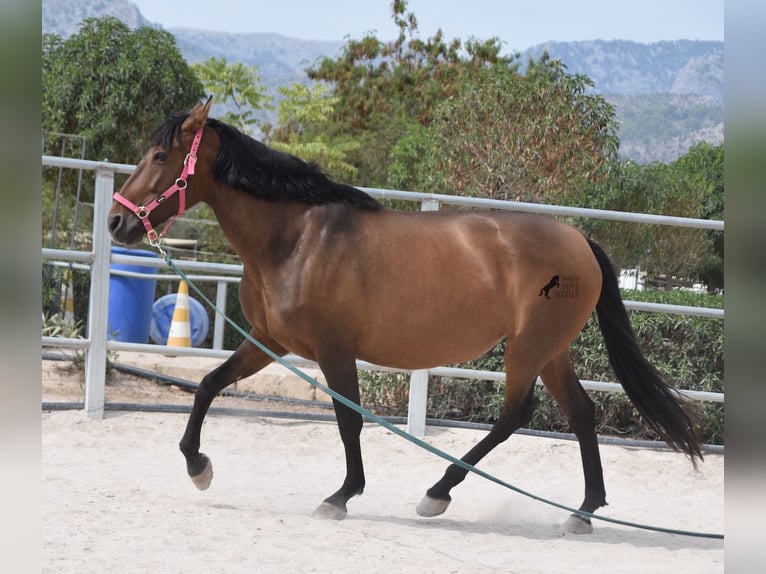 Andalusiër Merrie 10 Jaar 160 cm Bruin in Mallorca