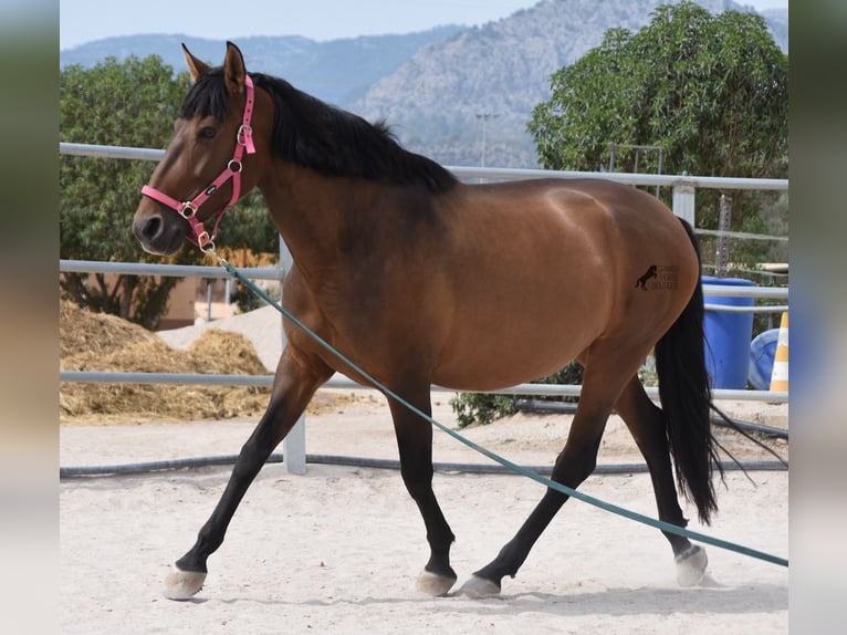 Andalusiër Merrie 10 Jaar 160 cm Bruin in Mallorca