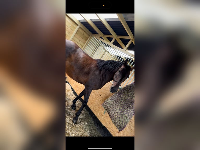 Andalusiër Merrie 10 Jaar 162 cm Donkerbruin in Stoke-on-Trent