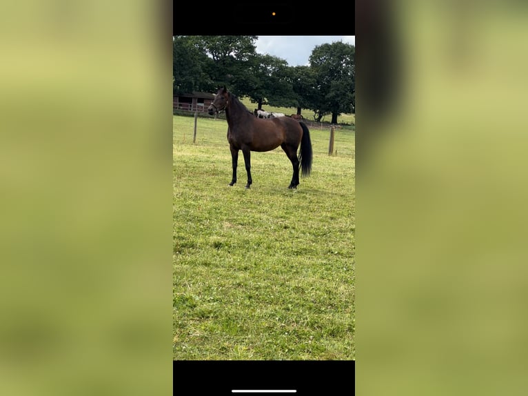 Andalusiër Merrie 10 Jaar 162 cm Donkerbruin in Stoke-on-Trent