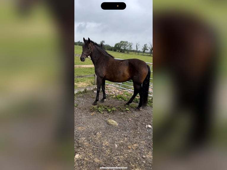 Andalusiër Merrie 10 Jaar 162 cm Donkerbruin in Stoke-on-Trent