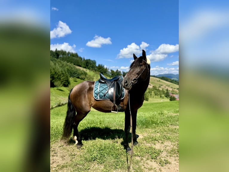 Andalusiër Merrie 11 Jaar 153 cm Zwartbruin in Offenburg