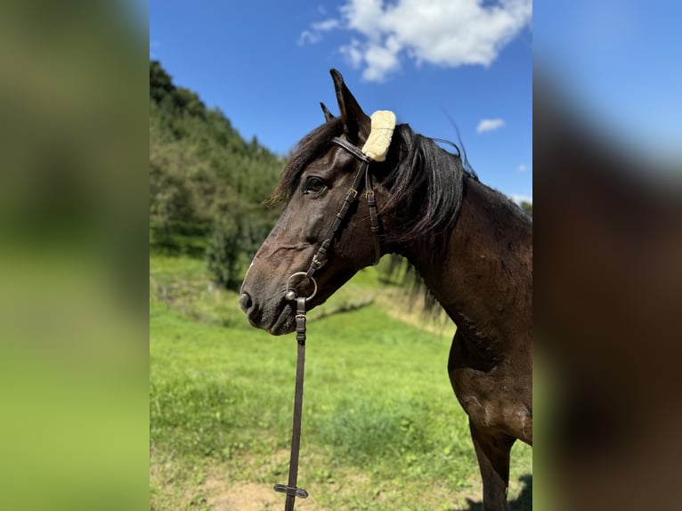 Andalusiër Merrie 11 Jaar 153 cm Zwartbruin in Offenburg