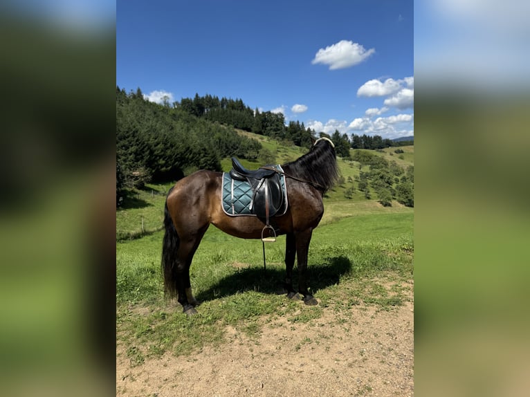 Andalusiër Merrie 11 Jaar 153 cm Zwartbruin in Offenburg