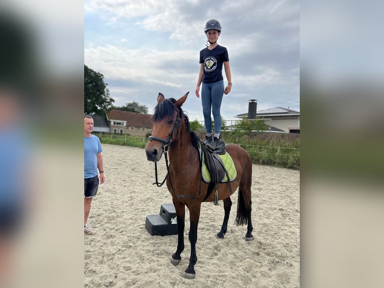 Andalusiër Mix Merrie 11 Jaar 155 cm Lichtbruin in Brielle