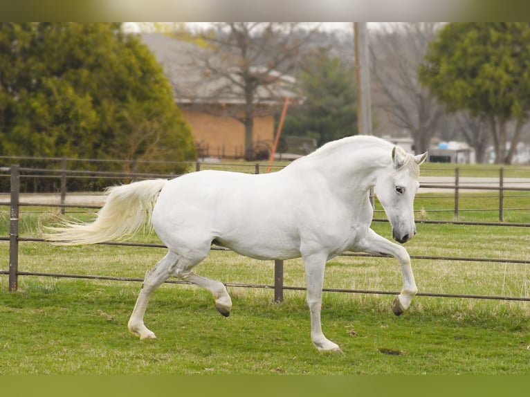 Andalusiër Merrie 11 Jaar 157 cm Wit in Oelwein, IA