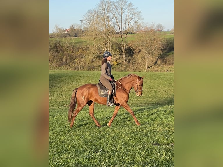 Andalusiër Mix Merrie 11 Jaar 158 cm Vos in Münsingen