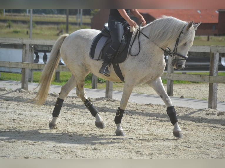 Andalusiër Merrie 11 Jaar 160 cm Schimmel in Breda