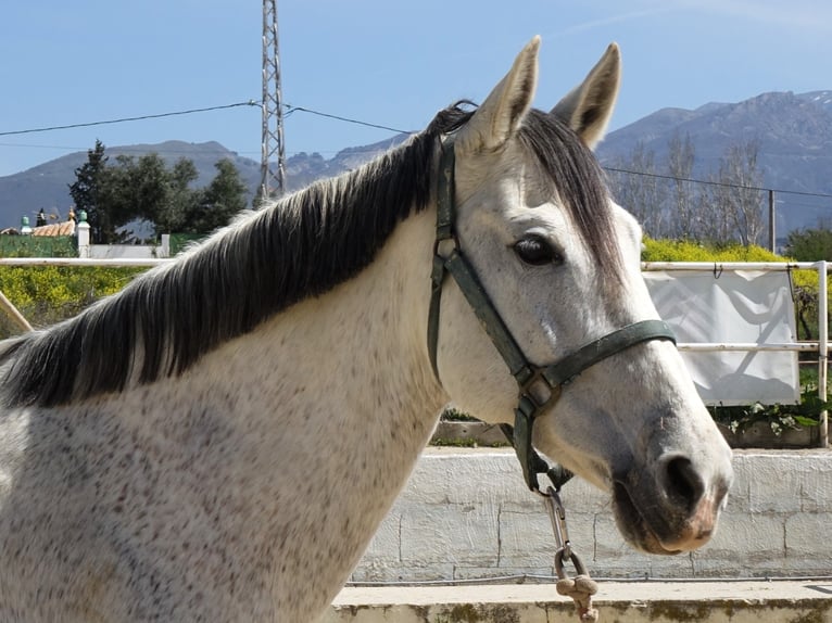 Andalusiër Mix Merrie 11 Jaar 160 cm Schimmel in Coin