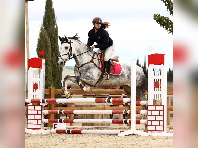 Andalusiër Mix Merrie 11 Jaar 160 cm Schimmel in Coin