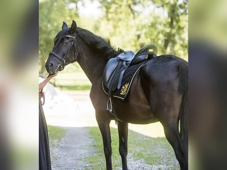 Andalusiër Merrie 11 Jaar 162 cm Zwart in Sáta