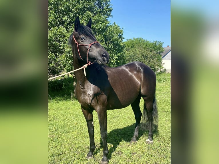 Andalusiër Merrie 11 Jaar 162 cm Zwart in Sáta