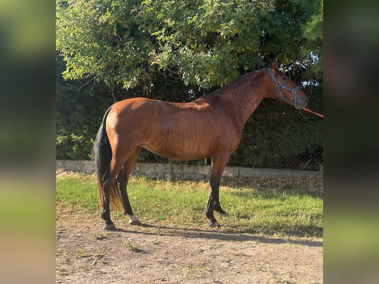 Andalusiër Merrie 11 Jaar 166 cm Bruin in Valladolid