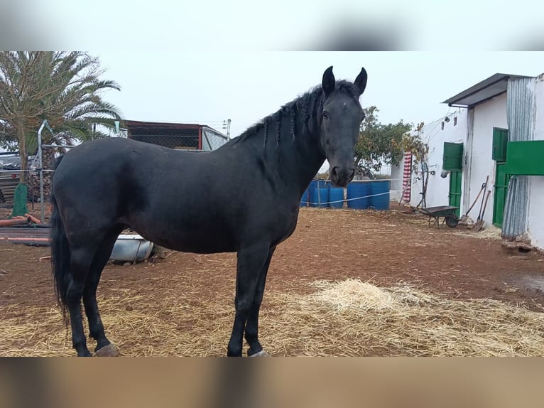 Andalusiër Merrie 11 Jaar 167 cm Zwart in Ciudad real