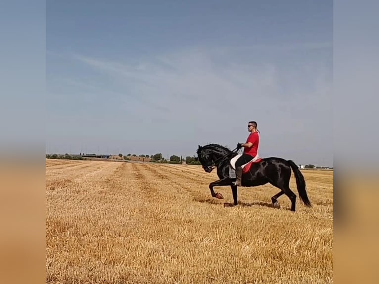Andalusiër Merrie 11 Jaar 167 cm Zwart in Ciudad real