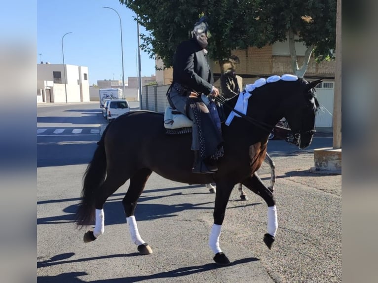 Andalusiër Merrie 11 Jaar 167 cm Zwart in Segovia