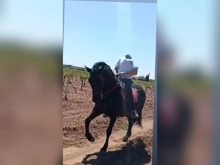 Andalusiër Merrie 11 Jaar 167 cm Zwart in Segovia