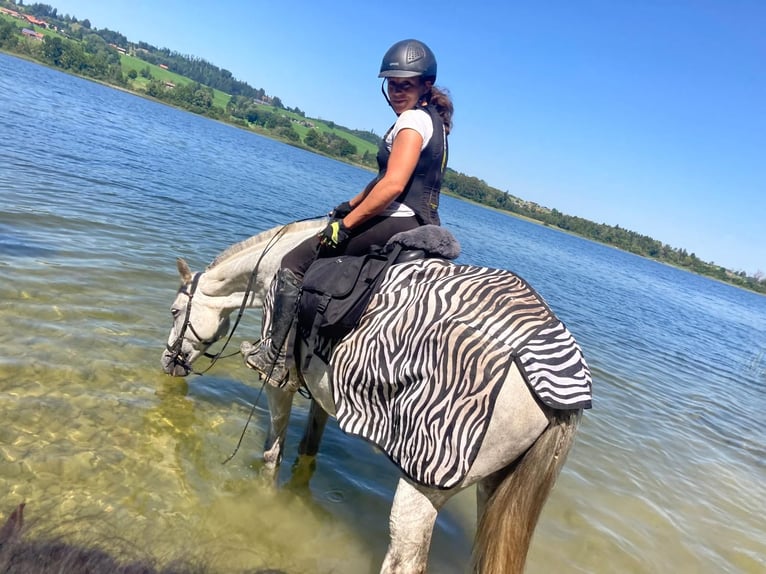 Andalusiër Merrie 11 Jaar 170 cm Schimmel in Waltenhofen