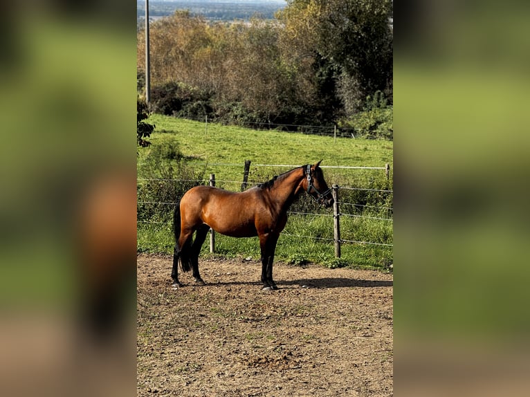 Andalusiër Merrie 11 Jaar Bruin in Bad Bellingen