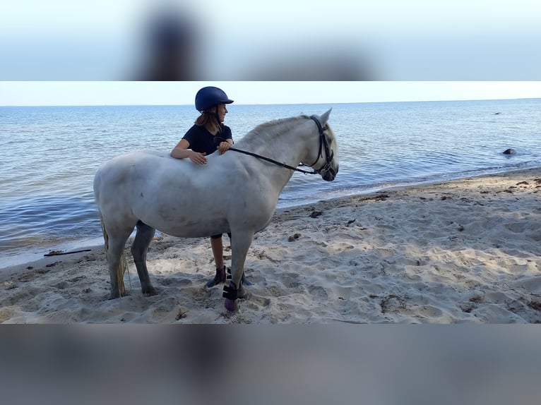 Andalusiër Mix Merrie 12 Jaar 135 cm Schimmel in Rostock