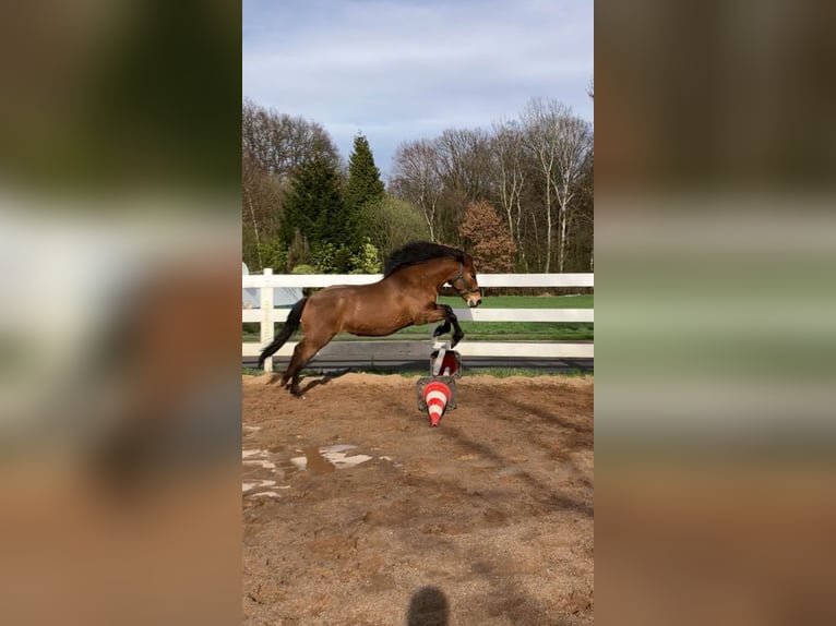 Andalusiër Mix Merrie 12 Jaar 145 cm Bruin in Langenfeld